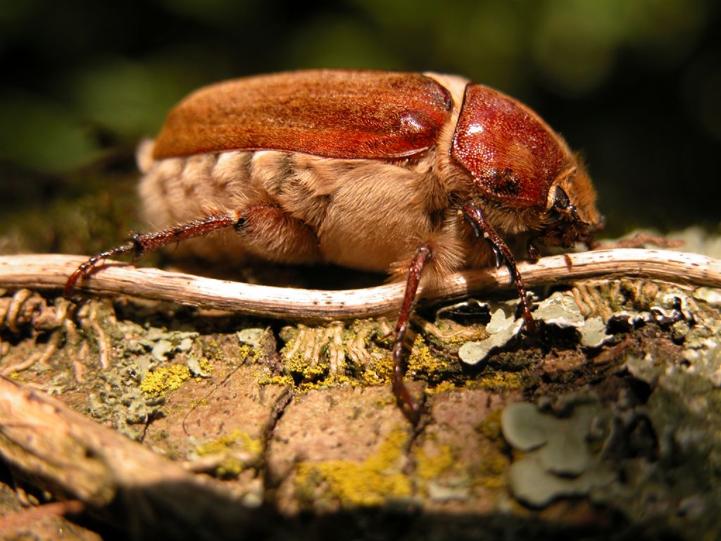 Melolonthidae: Anoxia villosa, femmina